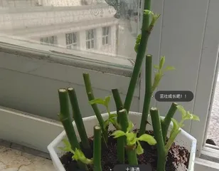 Propagation and Cutting Methods of the Succulent "Euphorbia obesa" (Taking the succulent "Euphorbia obesa" as an example, exploring the techniques and key points of cutting propagation)