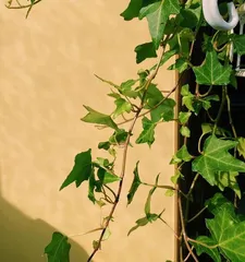 The rooting period of ivy cuttings (unveiling how long it takes for ivy cuttings to root, helping you easily master rooting techniques)