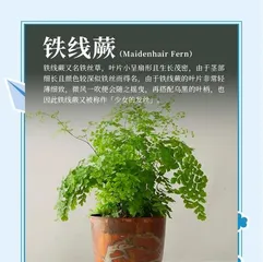 Fern Planting Guide (How to Properly Care for Ferns and Create a Green Home Environment)2