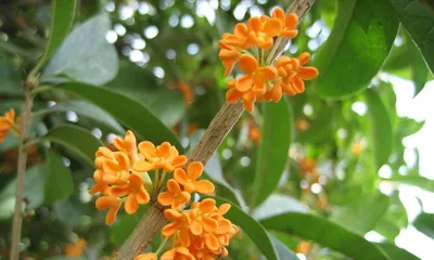 The meaning and symbolism of osmanthus in feng shui (the fragrant flower in traditional culture)
