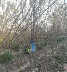 How to properly prune lilac (the secret to creating a beautiful garden)