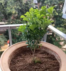How to Effectively Treat Yellowing Roots of Jasmine (Diagnosis and Techniques/Mетодs to Solve Yellowing Roots of Jasmine)