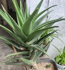 Aloe vera fertilizer usage method (choosing the right fertilizer to keep aloe vera healthy)