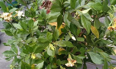 Techniques and Precautions for Repotting Small Gardenias (Methods and Steps to Make Small Gardenias More Beautiful)