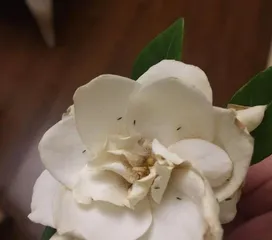 What to do if gardenias have pests? - Spring flower care tips revealed (Gardenia pest problems no longer a concern - Easily protect flower health)