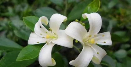 How to cultivate rich flowers in Murraya? (From soil, nutrients to pruning, teach you how to take care of your Murraya.)