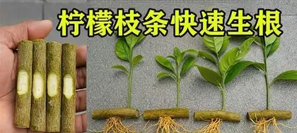 The Fastest Way to Root Red Maple Cuttings (Master These Techniques to Easily Root Red Maple Cuttings)