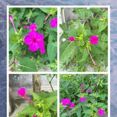 How to Successfully Grow Evening Primrose in Pots (Simple and Effective Methods to Help You Grow Healthy Evening Primrose)