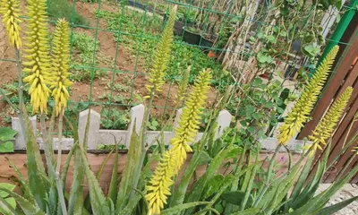 Is aloe a flowering plant? (Exploring the botanical classification of aloe)