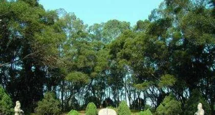 Cultivating saffron scientifically, preparing for home cultivation (Comprehensive analysis of saffron cultivation techniques to help you successfully grow a patch of gold)