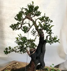 How to Care for Blackbone Tea Bonsai (Precautions and Care Methods, Improving Ornamental Effect)