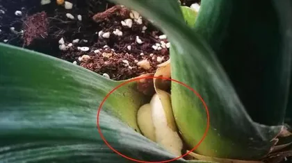 How to Root Clivia Miniata Leaves (Exploring New Ways to Propagate Clivia Miniata, Greatly Increasing Success Rate)