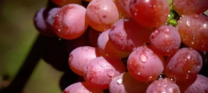 Grape Harvest Season (Exploring the Time and Location of Red Grape Ripening)