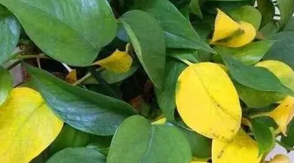 Causes of Chlorosis in Devil's Ivy Leaves and Solutions (Main Reasons for Devil's Ivy Leaves Turning Yellow and How to Restore Its Health)