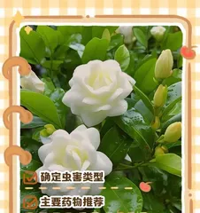 Explore the mysteries of the room's gardenia insect (unveiling the ecological habits and conservation measures of the gardenia insect)