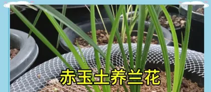 Exploring the Application of Orchid Soil in Succulent Planting (Creating High-Quality Succulent Planting Soil Based on Orchid Soil)