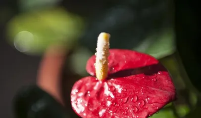 Anthurium – a primarily woody ornamental plant (Learn about the characteristics and cultivation techniques of Anthurium to create a beautiful home garden)