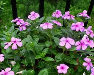 Miracle of Spring (Exploring the Wonderful World of Overflowing Pot Cultivation)