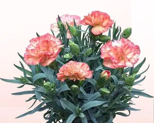 Explanation of the blooming time and habits of Carnations (Is blooming all four seasons impossible? Exploring the blooming mysteries of Carnations!)