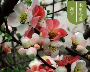 Cultivation Methods and Precautions for Flowering Cherry Blossoms (Essential Techniques for Creating a Vibrant Flowering Sea)