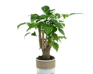 Green Treasure Watering Guide (Spring, Summer, Autumn, Winter: Watering Methods for Different Seasons)