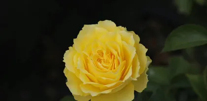 What kind of flowers are suitable for Leos? - Creating a unique life flower