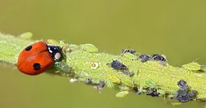 How to Effectively Kill False Olive aphids (Master the Key Methods to Protect Plant Health)