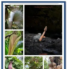 The leaves of Syngonium podophyllum have become soft, possible problems and solutions (Exploring the causes of softening in Syngonium podophyllum leaves and solutions)