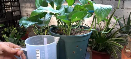 Can you water the pothos with soy sauce diluted with water? (Unraveling the secrets of growing pothos at home)