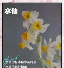 Narcissus is not an ordinary herbaceous plant (Exploring the botanical characteristics and classification of Narcissus)