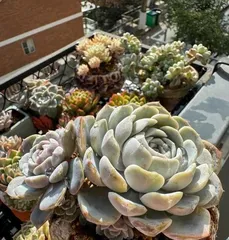 Can succulents be placed in the bedroom? (Suitable light, temperature, and humidity conditions, as well as precautions)