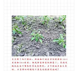 How to set the planting spacing for chili peppers? (Factors affecting chili pepper planting spacing and how to optimize)