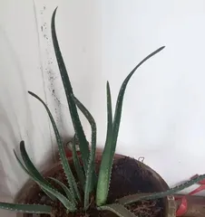 Investigating the characteristics and functions of aloe vera roots (reasons for their development and application prospects)