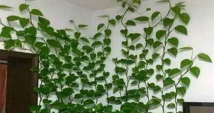 How to take a leaf wall, how to cleverly shoot a creative leaf wall