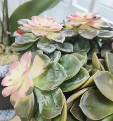 How to Care for Chocolate Echeveria (Simple Care for Chocolate Echeveria, Making You Obsessed)