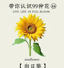 Optimistic Flower Language (15 Flowers That Open Hearts to Life)