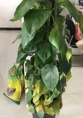 What to add for green萝's yellow leaves? Unveiling the magical fertilizer, bringing vitality back to the green萝.