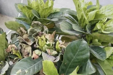 The Benefits of Growing Gardenias at Home (Beautifying the Home, Increasing Oxygen, Purifying the Air, Preventing Diseases)