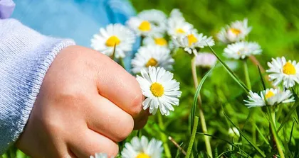 The Growth Journey of Daisies (How to Grow and Care for Daisies Correctly)