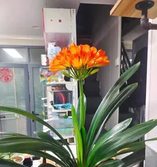 Can Clivia miniata be grown outdoors? (Outdoor cultivation methods, precautions)