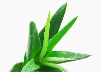 Aloe vera propagation methods and precautions (master the correct method to make aloe vera propagation healthier)