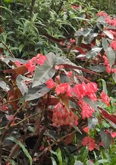 Prevention and Control Measures for Dragon Wing Rose Curl Leaf Disease