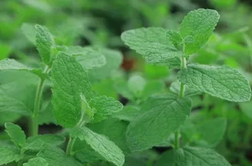 Choose the best mint variety and enjoy a unique taste experience (analyzing the characteristics and uses of different mint varieties)