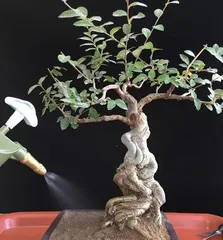 Root damage of African Jasmine and its care methods (Exploring the causes of root damage in African Jasmine and effective care methods)