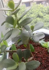 How often should you water a crab cactus? Master the best watering time
