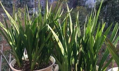 How to grow orchids to be robust, secrets to promoting their robust growth