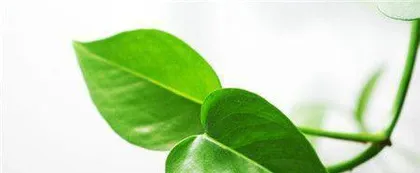 When should ivy be transplanted, vibrant vitality at the end of spring and early summer