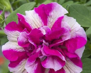Seek flowers similar to morning glories (exploring the mysterious life in the sea of flowers)