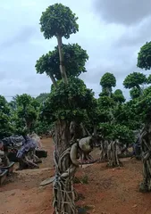 Techniques for Wiring a Beautiful Ficus盆景 (Creating Artistic Ficus盆景 with Care and Attention)2