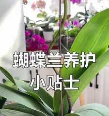 The Watering Techniques of Phalaenopsis Orchids – The Secret to Healthy Growth (Water control is key; understanding their preferences allows for effortless care)